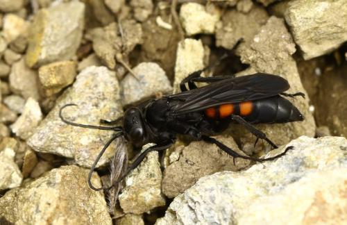Réf. 296 443 : Anoplius viaticus